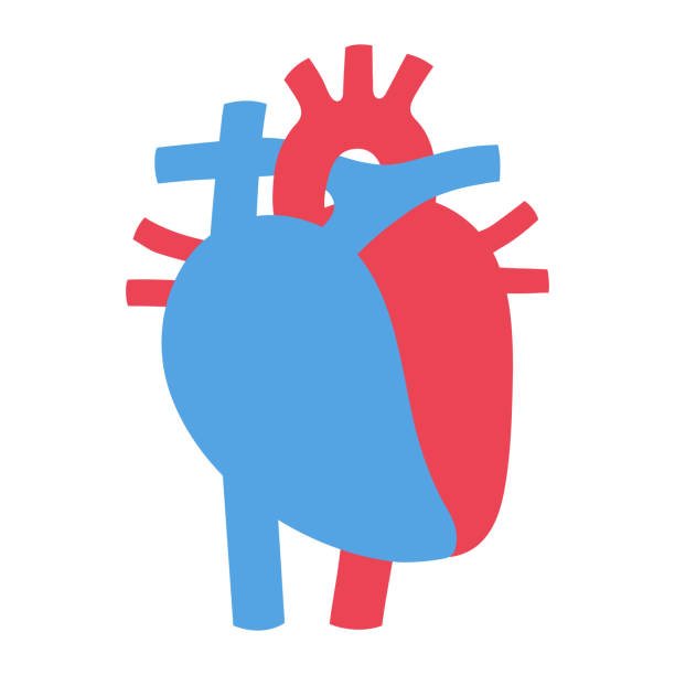 illustrazioni stock, clip art, cartoni animati e icone di tendenza di cholesterol_heart - human artery cholesterol atherosclerosis human heart