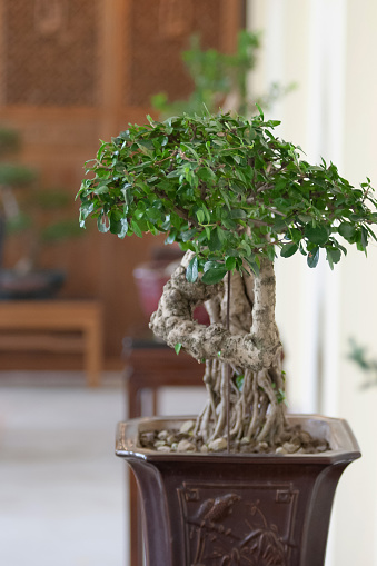 12 Nov 2006 Small green bonsai tree in a brown plant pot