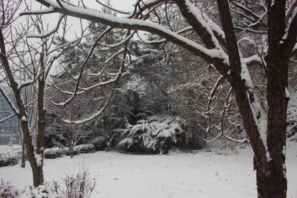 istock snow on ground and tree branches in winter snowfall season 1336569578