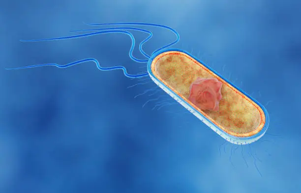 Structure of Escherichia Coli