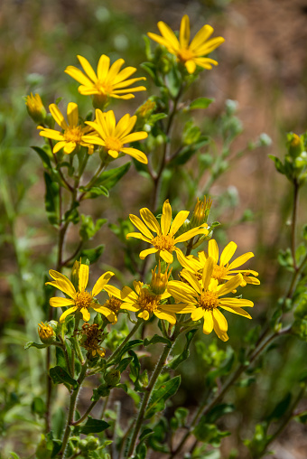 The Rocky Mountain Golden-Aster (Heterotheca fulcrata), also known as the rockyscree false goldenaster, is a species of flowering plant in the family Asteraceae. This plant is native to North America and can be found in various habitats such as rocky slopes, talus, and cliffs at elevations ranging from 3,000 to 10,000 feet. The plant typically is 8 to 16 inches tall and has several hairy stems with narrow leaves that are up to 4 inches long. It produces bright yellow, daisy-like flowers that bloom from July to September. The Rocky Mountain golden-aster has been used in traditional Native American medicine to treat various ailments such as fever and coughs. This plant was photographed alongside the Arizona Trail below Little Elden Mountain in the Coconino National Forest near Flagstaff, Arizona, USA.