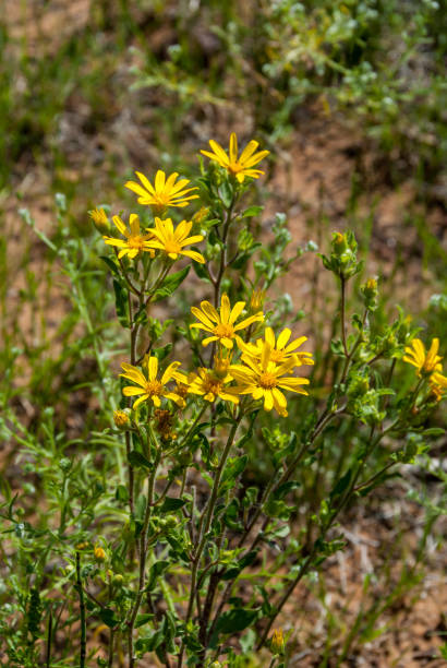 istock Rocky Mountain Golden-Aster 1336572052