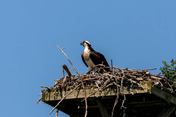 istock The western osprey (Pandion haliaetus) on the nest. 1336572133