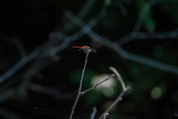 Photo of Dragonfly on vegetation in summer