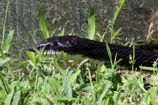 istock Rat Snake in Backyard Close Up 1336579872