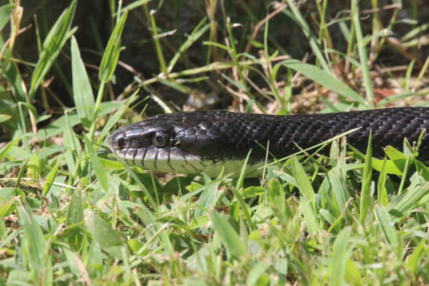istock Rat Snake in Grass Close Up 1336579897