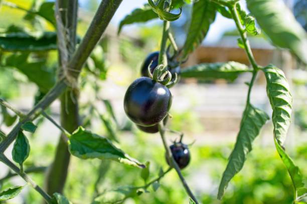 istock Macro photography, blue tomatoes 1336580530