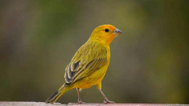 istock Land canary, Sicalis flaveola. 1336580647