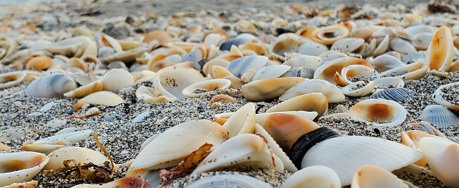 Seashells on the beach closeup