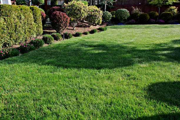 istock Grass Area of Formal Garden 1336595597