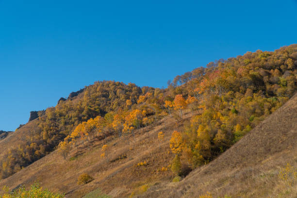 istock Autumn colorful foliage in a mountain forest 1336598614