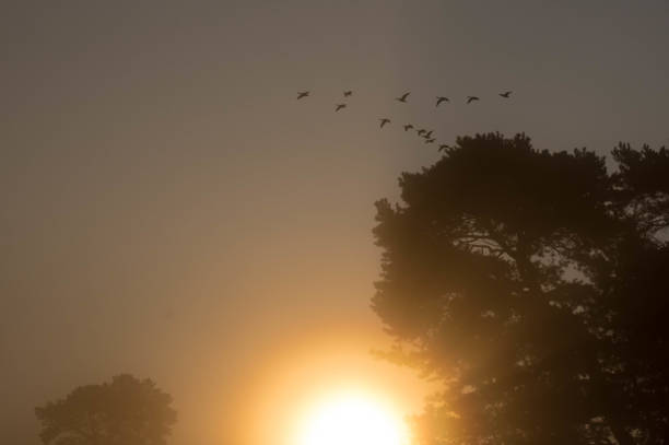 istock Geese passing at sunrise 1336599481