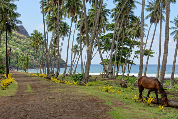 해변과 아카파의 봉우리 - - marquesas islands 뉴스 사진 이미지