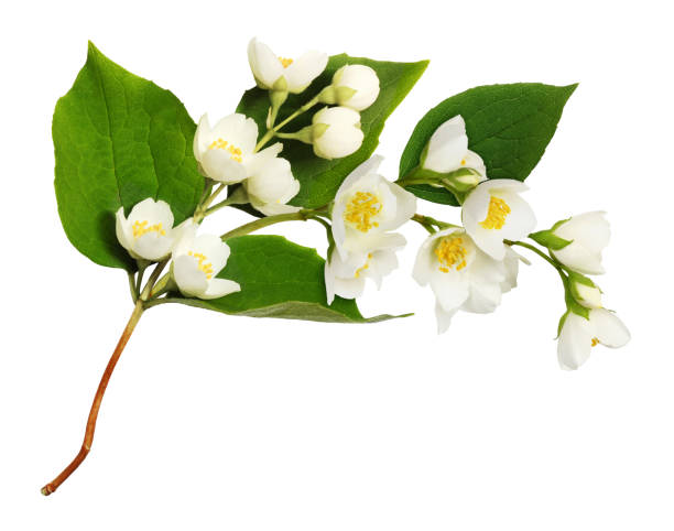 istock Twig of Jasmine (Philadelphus) flowers 1336602156