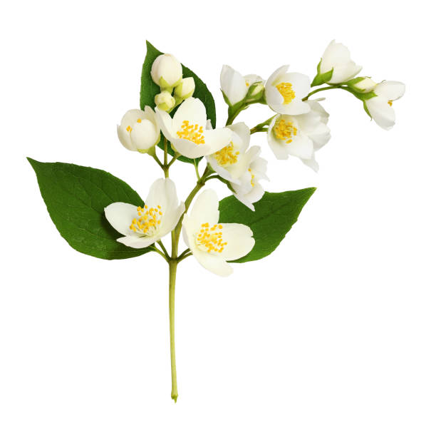 istock Twig of Jasmine (Philadelphus) flowers 1336602158