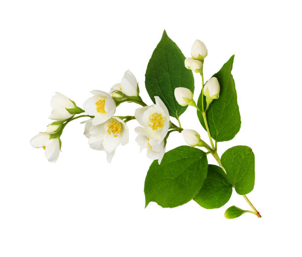 istock Twig of Jasmine (Philadelphus) flowers 1336602159