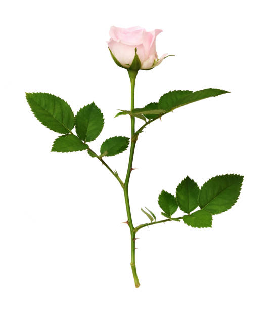istock Pink rose flower isolated 1336602162