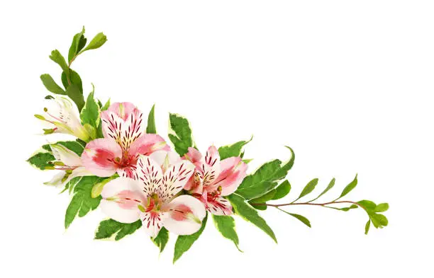White and pink alstroemeria flowers and leaves in a corner floral arrangement isolated on white