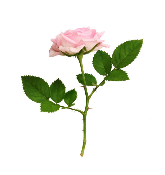 istock Pink rose flower isolated 1336602291