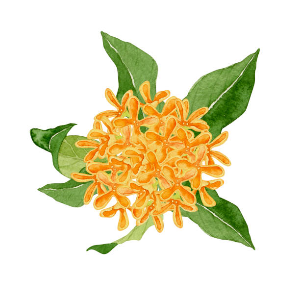 450+ Osmanthus Fragrans Stock Illustrations, Royalty-Free Vector
