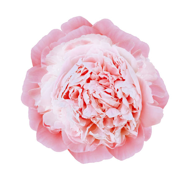 istock Pink peony  flower  on white isolated background with clipping path. Closeup. For design. Nature. 1336603123