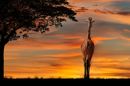 Silhouette giraffe standing near big trees in safari with beautiful sunset sky background.