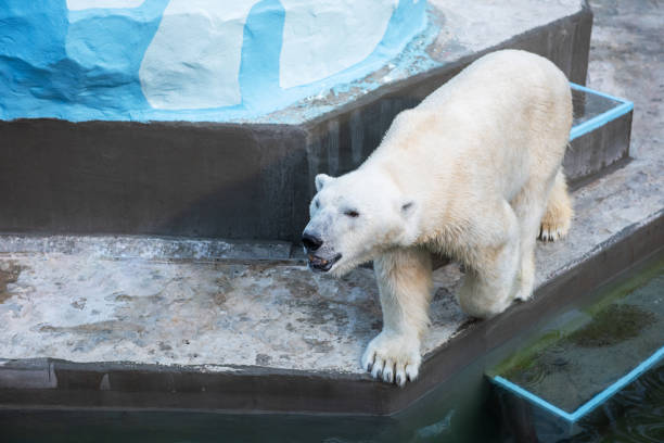istock Polar bear in the zoo 1336605192