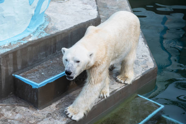 istock Polar bear in the zoo 1336605225