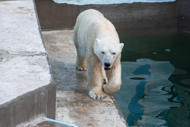 istock Polar bear in the zoo 1336605240