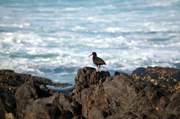 African Black Oystercatcher on the rocks at Glenmore beach on the South Coast of South Africa.