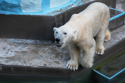 Polar Bear swims in turquoise water