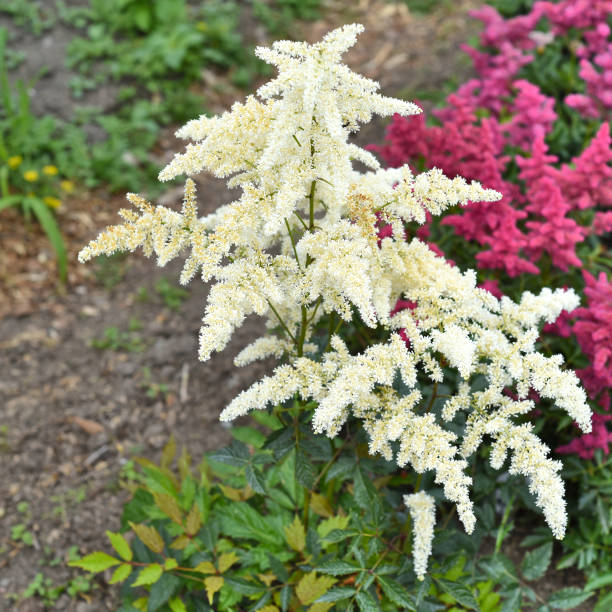 istock Mont Blank Astilbe flowers (false goat's beard). Russian Far East. 1336606216