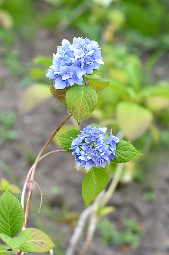 branch of blue hydrangea on a green background