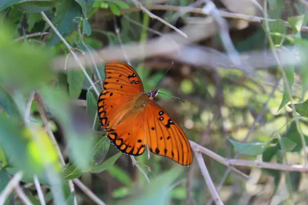 Orange butterfly with opened wings