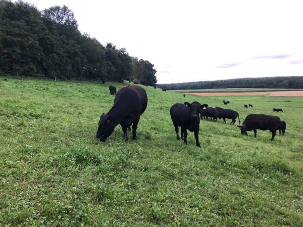 istock Black cattle in the pasture on the hillside 1336607871