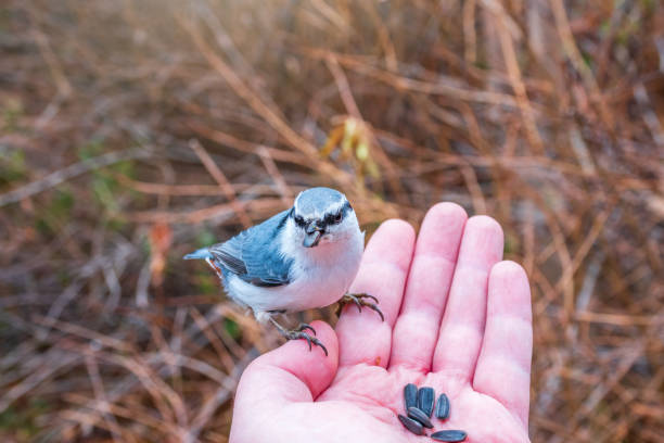 The Eurasian nuthatch eats seeds from a palm. A tit bird sitting on the hand and eating seeds. Hungry wood nuthatch eating nuts from a hand during autumn