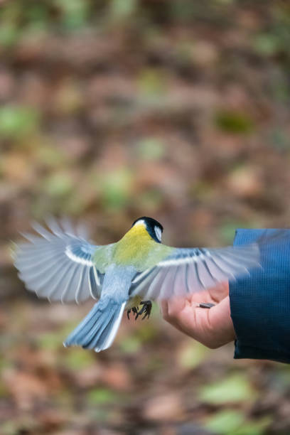 istock A tit sits on a man's hand and eats seeds. 1336608789