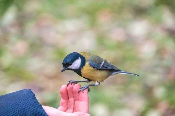istock A tit sits on a man's hand and eats seeds. 1336608791