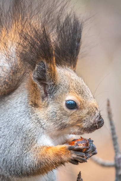istock The squirrel with nut sits on tree in the winter or autumn. Eurasian red squirrel, Sciurus vulgaris. 1336608920