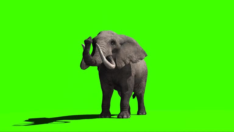 5,924 Animal Trunk Stock Videos and Royalty-Free Footage - iStock | Tusk, Young adult, Tied 5,924 Animal Trunk Stock Videos and Royalty-Free Footage - iStock | Tusk, Young adult, Tied