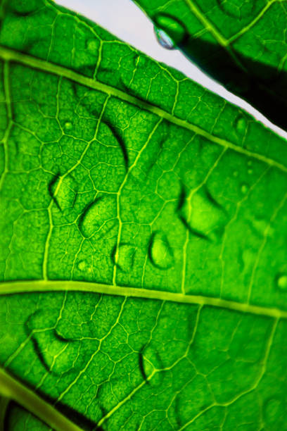istock Green leaf fibers 1336610779