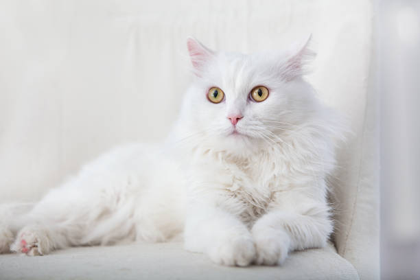 istock Portrait of a white cat 1336610825