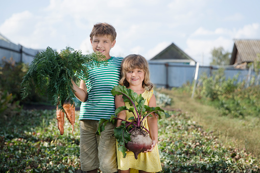 Two kids brother and sister holding a fresh harvested carrots and beets in garden. healthy food concept.