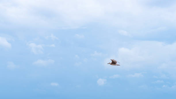 istock Seagull flying on a blue cloudy sky 1336613842