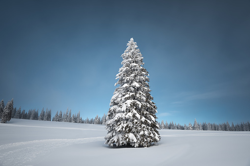 Winter background with snowcapped Christmas tree on remote glade.