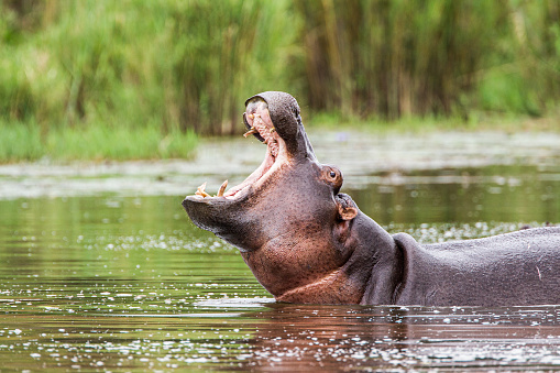 Superficies de hipopótamo femenino para comprobar que es seguro dejar el agua baring sus dientes en el Parque Kruger, Sudáfrica photo