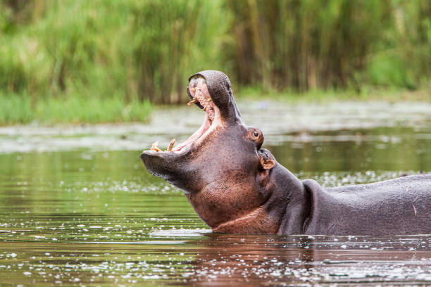 Female Hippopotamus surfaces to check it is safe to leave the water baring her teeth in the Kruger Park, South Africa stock photo