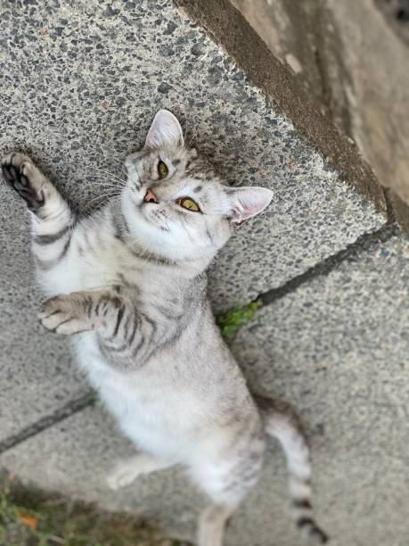 istock Funny playful cat. Gray tabby feline lying down and resting. 1336616559