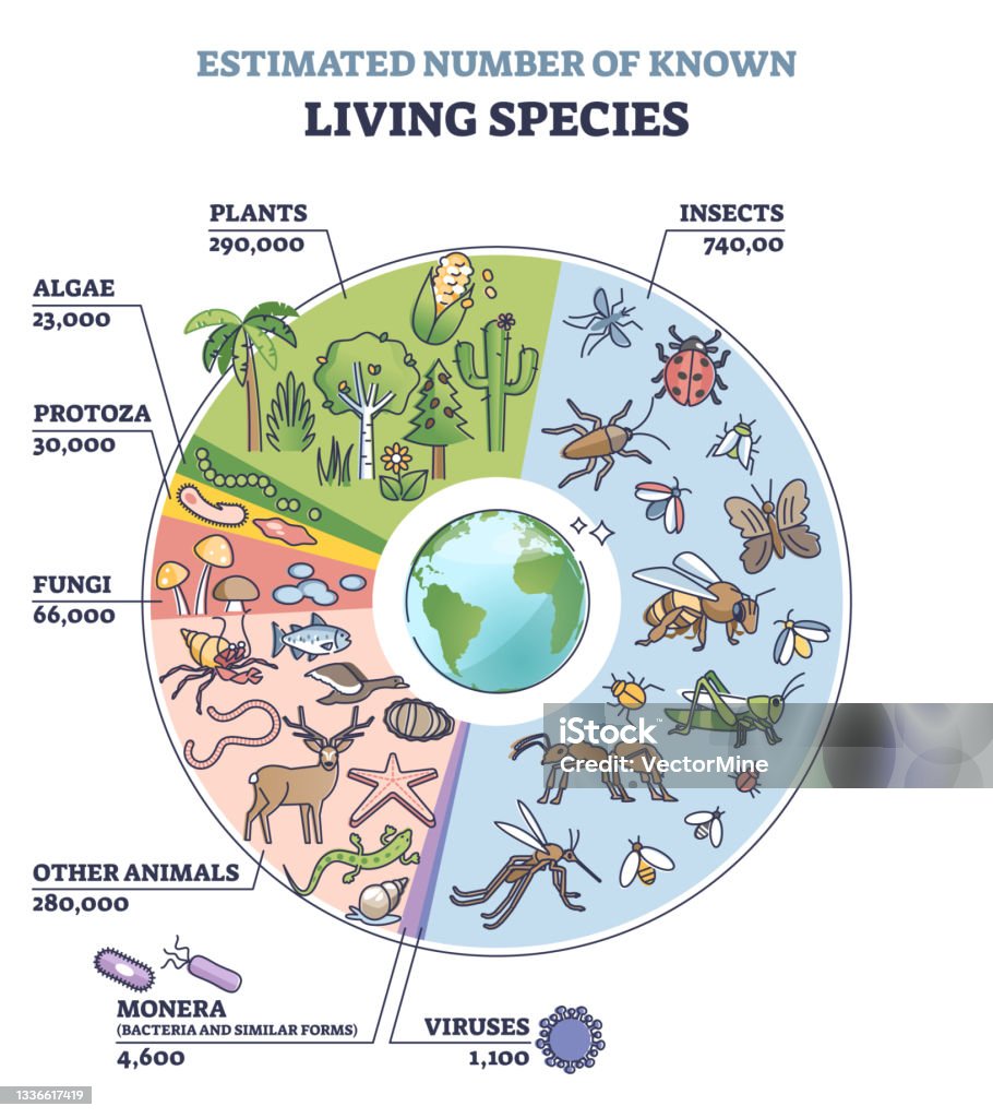 Classification of plant kingdom with estimated species count outline diagram - Royaltyfri Biologisk mångfald vektorgrafik