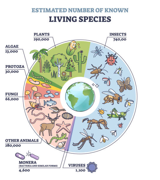 Classification of plant kingdom with estimated species count outline diagram Classification of plant kingdom with estimated species count outline diagram. Labeled educational living wildlife quantity from each family vector illustration. Ecosystem diversity amount explanation. biodiversity stock illustrations